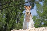 FOX TERRIER 256